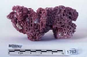Zoologia: Cnidari. Corall orgue de mar