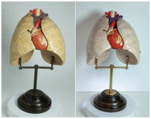 Model d’anatomia humana: cor i pulmons 