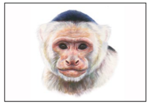 Dibuix de mamífers amb aquarel·les - Activitat emmarcada dins la Setmana de la Ciència