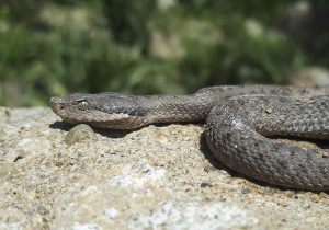Són perilloses  les serps?
